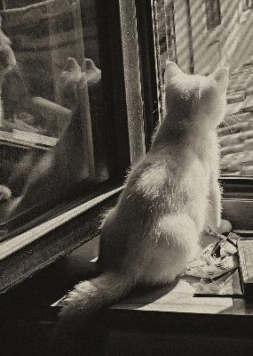 Blackout roller blind Cats in the window