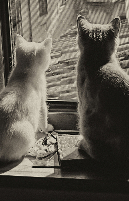 Blackout roller blind Cats in the window