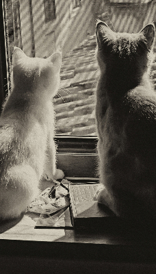 Blackout roller blind Cats in the window