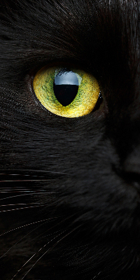 Blackout roller blind for window Cat eyes