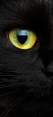 Blackout roller blind for window Cat eyes