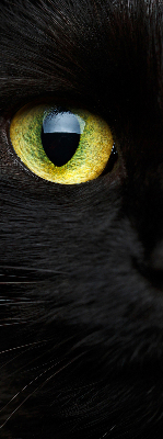 Blackout roller blind for window Cat eyes