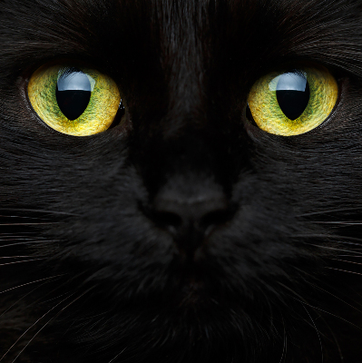 Blackout roller blind for window Cat eyes