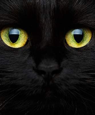 Blackout roller blind for window Cat eyes