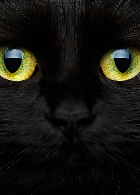 Blackout roller blind for window Cat eyes