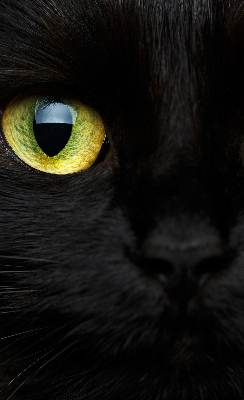 Blackout roller blind for window Cat eyes
