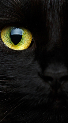 Blackout roller blind for window Cat eyes
