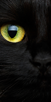 Blackout roller blind for window Cat eyes