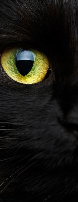 Blackout roller blind for window Cat eyes