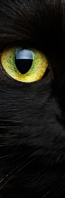 Blackout roller blind for window Cat eyes