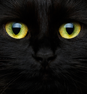 Blackout roller blind for window Cat eyes