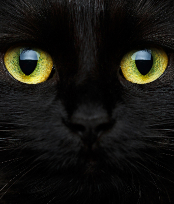 Blackout roller blind for window Cat eyes