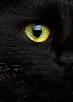 Blackout roller blind for window Cat eyes