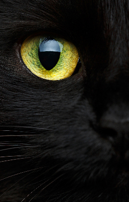 Blackout roller blind for window Cat eyes