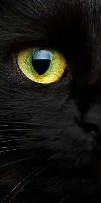 Blackout roller blind for window cat eyes pattern
