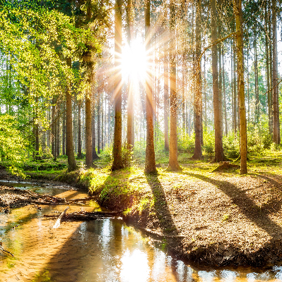 Blackout roller blind for window The sun shining through the trees