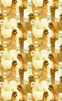 Blackout roller blind for window with an alpaca herd print