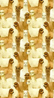 Blackout roller blind for window with an alpaca herd print