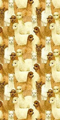 Blackout roller blind for window with an alpaca herd print