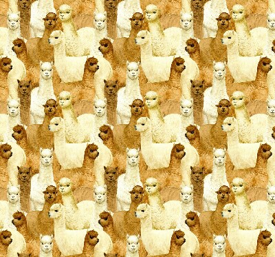 Blackout roller blind for window A herd of alpacas