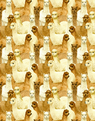 Blackout roller blind for window A herd of alpacas