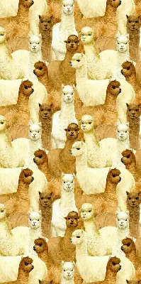 Blackout roller blind for window with an alpaca herd print