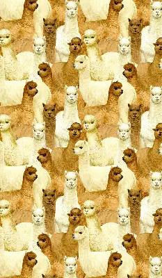Blackout roller blind for window with an alpaca herd print