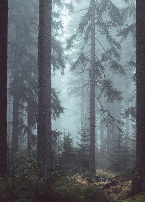 Fabric roller blind for window Forest at night