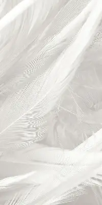 Blackout roller blind for window feathers pattern