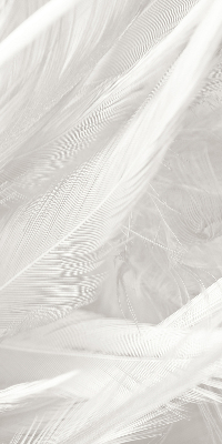 Blackout roller blind for window feathers