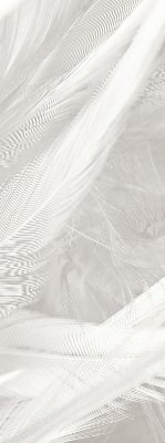 Blackout roller blind for window feathers