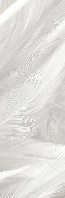 Blackout roller blind for window feathers