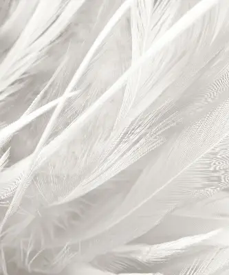 Blackout roller blind for window feathers pattern