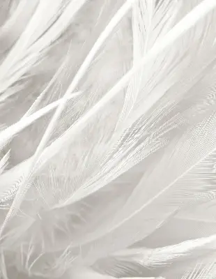 Blackout roller blind for window feathers pattern