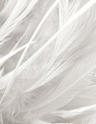 Blackout roller blind for window feathers