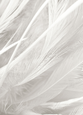 Blackout roller blind for window feathers