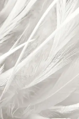 Blackout roller blind for window feathers pattern