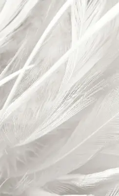 Blackout roller blind for window feathers pattern