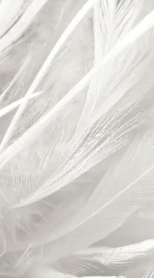 Blackout roller blind for window feathers pattern