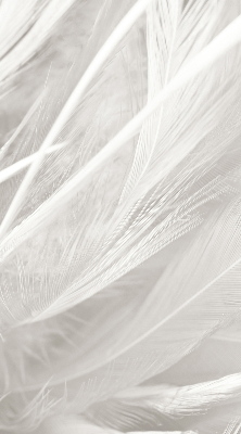 Blackout roller blind for window feathers