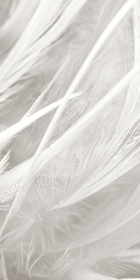 Blackout roller blind for window feathers