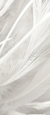 Blackout roller blind for window feathers pattern