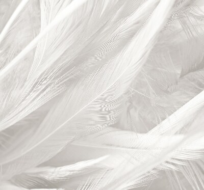 Blackout roller blind for window feathers