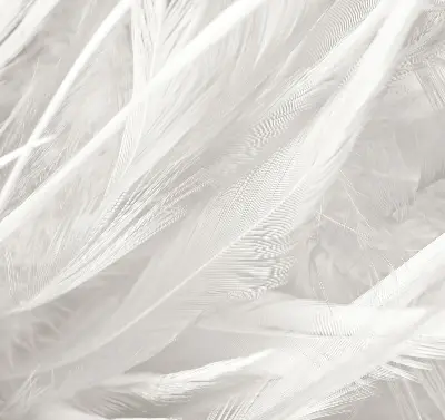 Blackout roller blind for window feathers pattern
