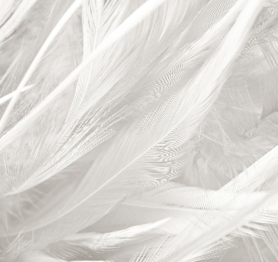 Blackout roller blind for window feathers
