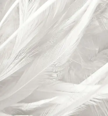 Blackout roller blind for window feathers pattern