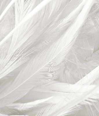 Blackout roller blind for window feathers