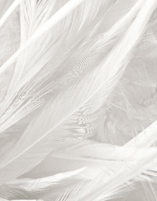 Blackout roller blind for window feathers