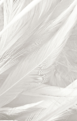Blackout roller blind for window feathers