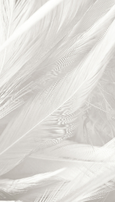 Blackout roller blind for window feathers